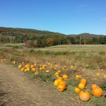 Pumpkin picking 2015