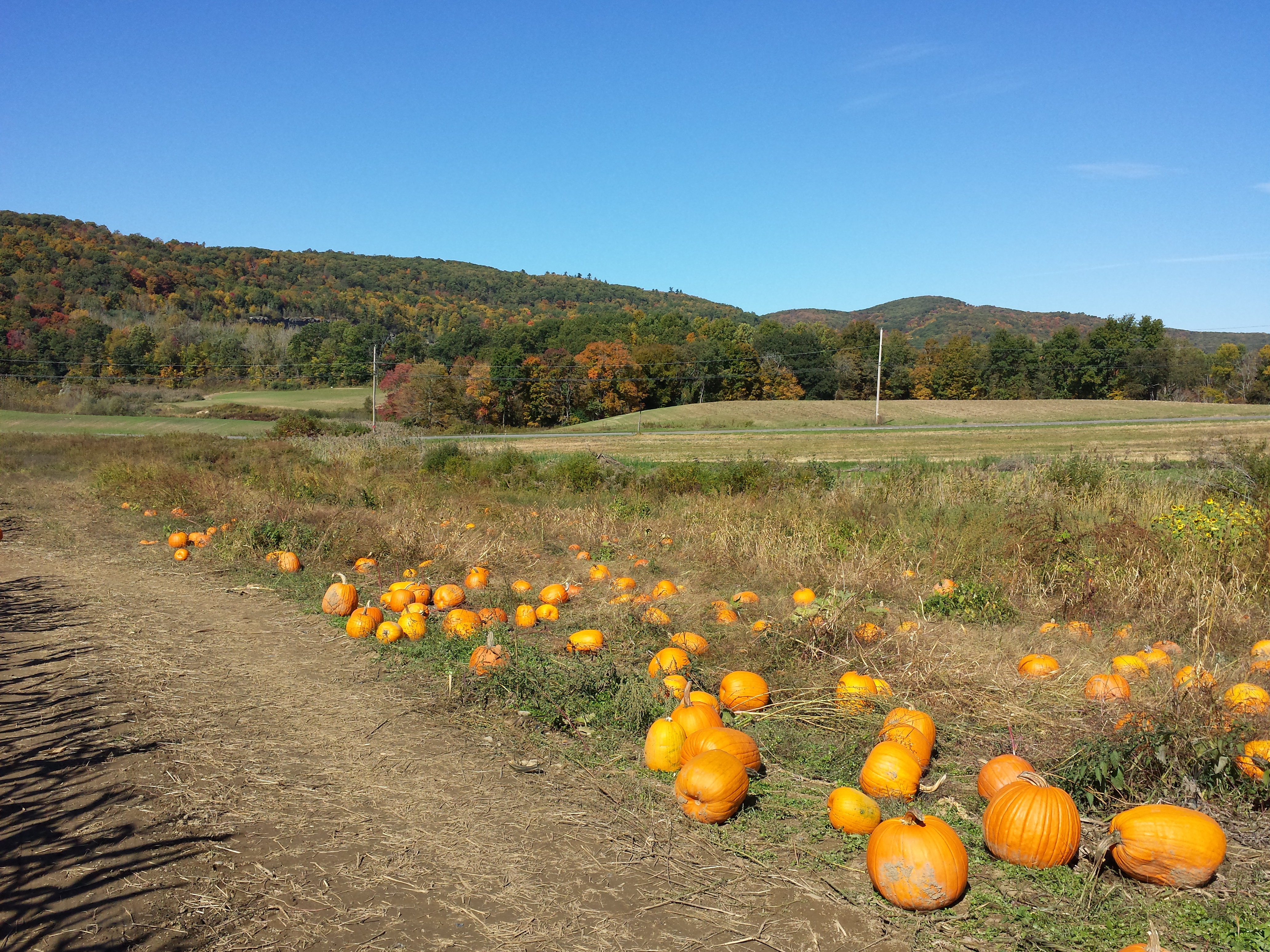 Pumpkin picking 2015