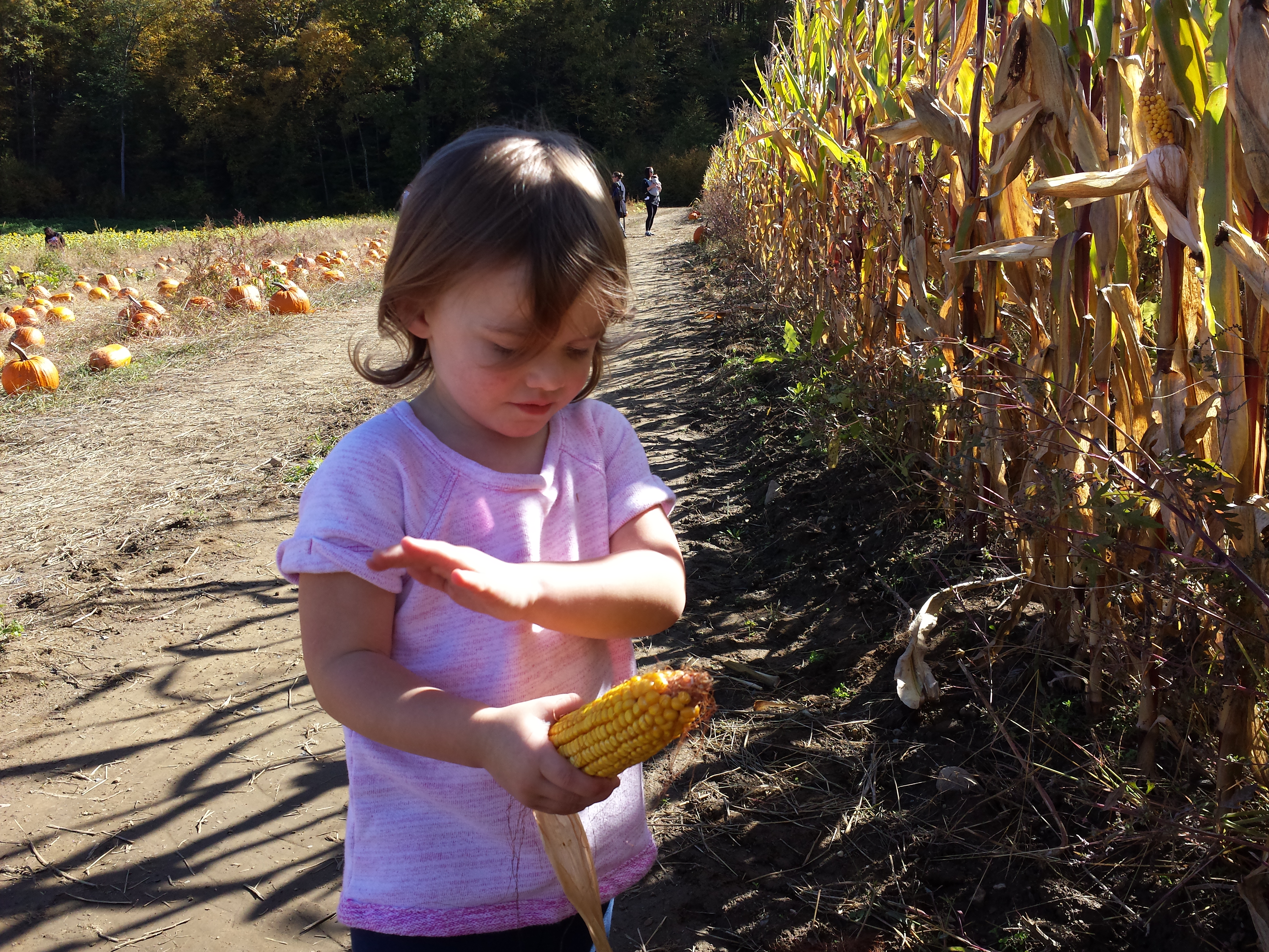 Pumpkin picking 2015