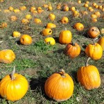 Pumpkin picking 2015