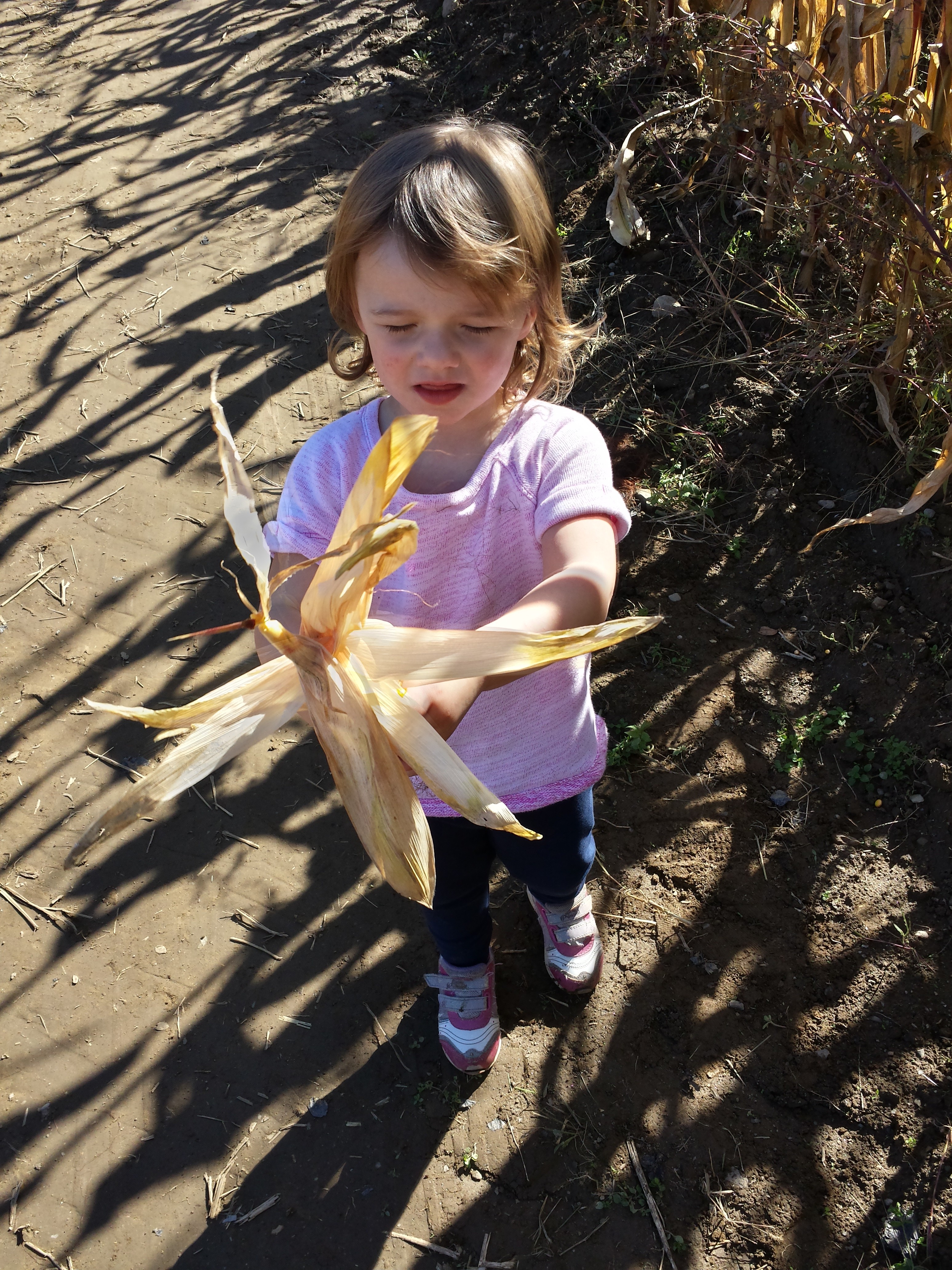 Pumpkin picking 2015