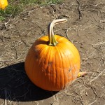 Pumpkin picking 2015