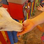 Dutchess County Fair