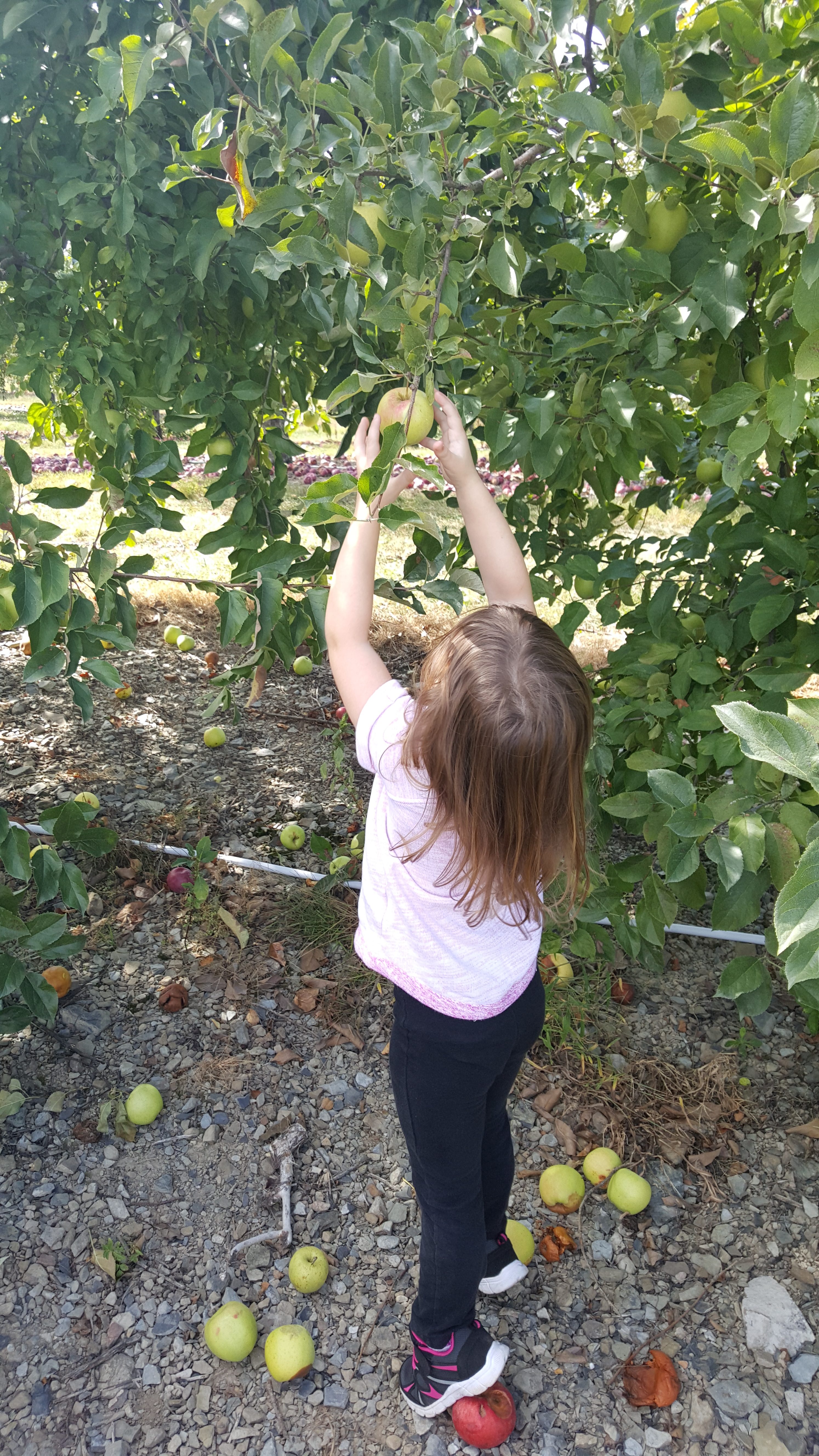 Apple Picking 2016