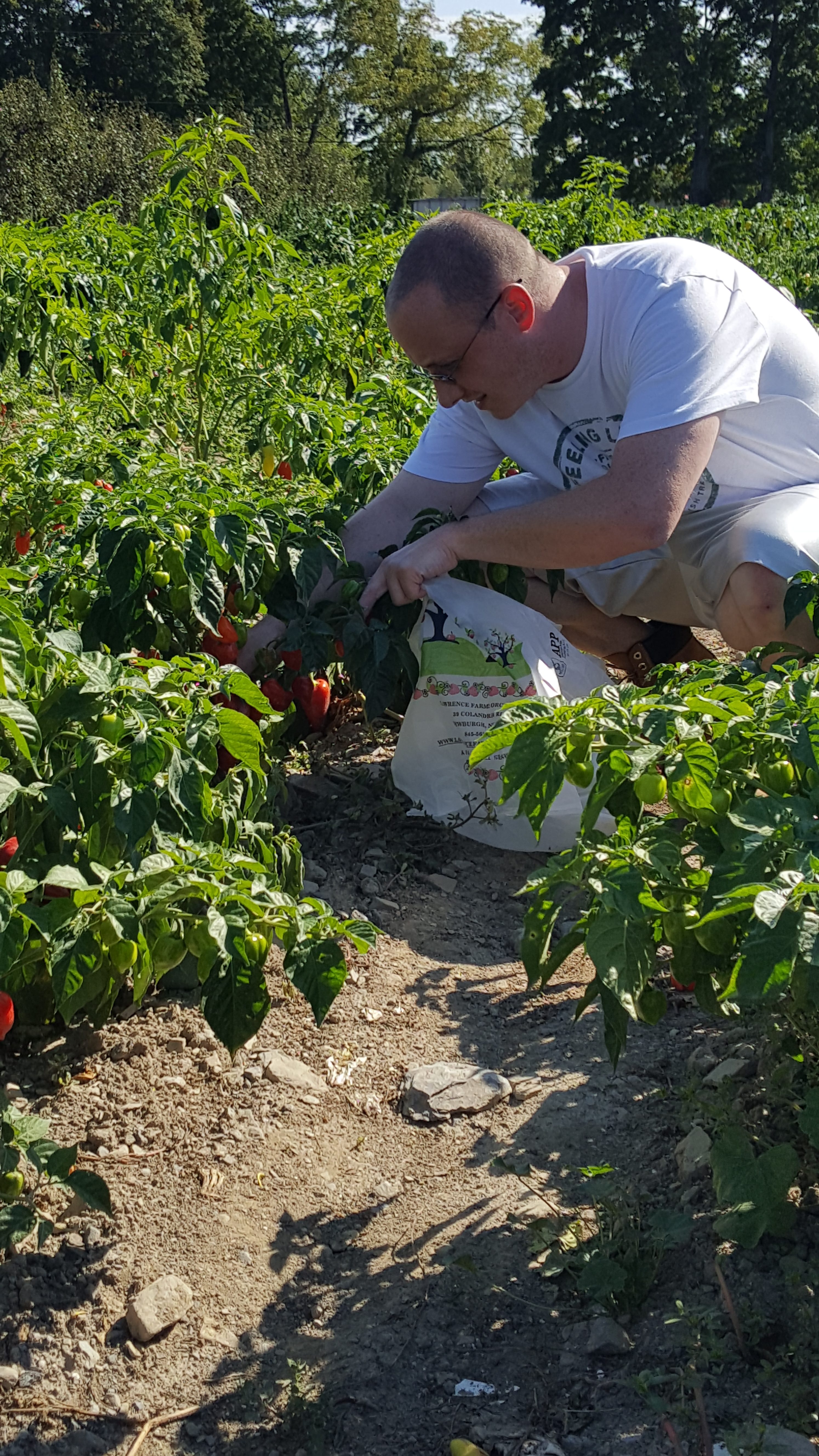 Apple Picking 2016