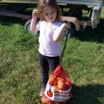 Apple Picking 2016