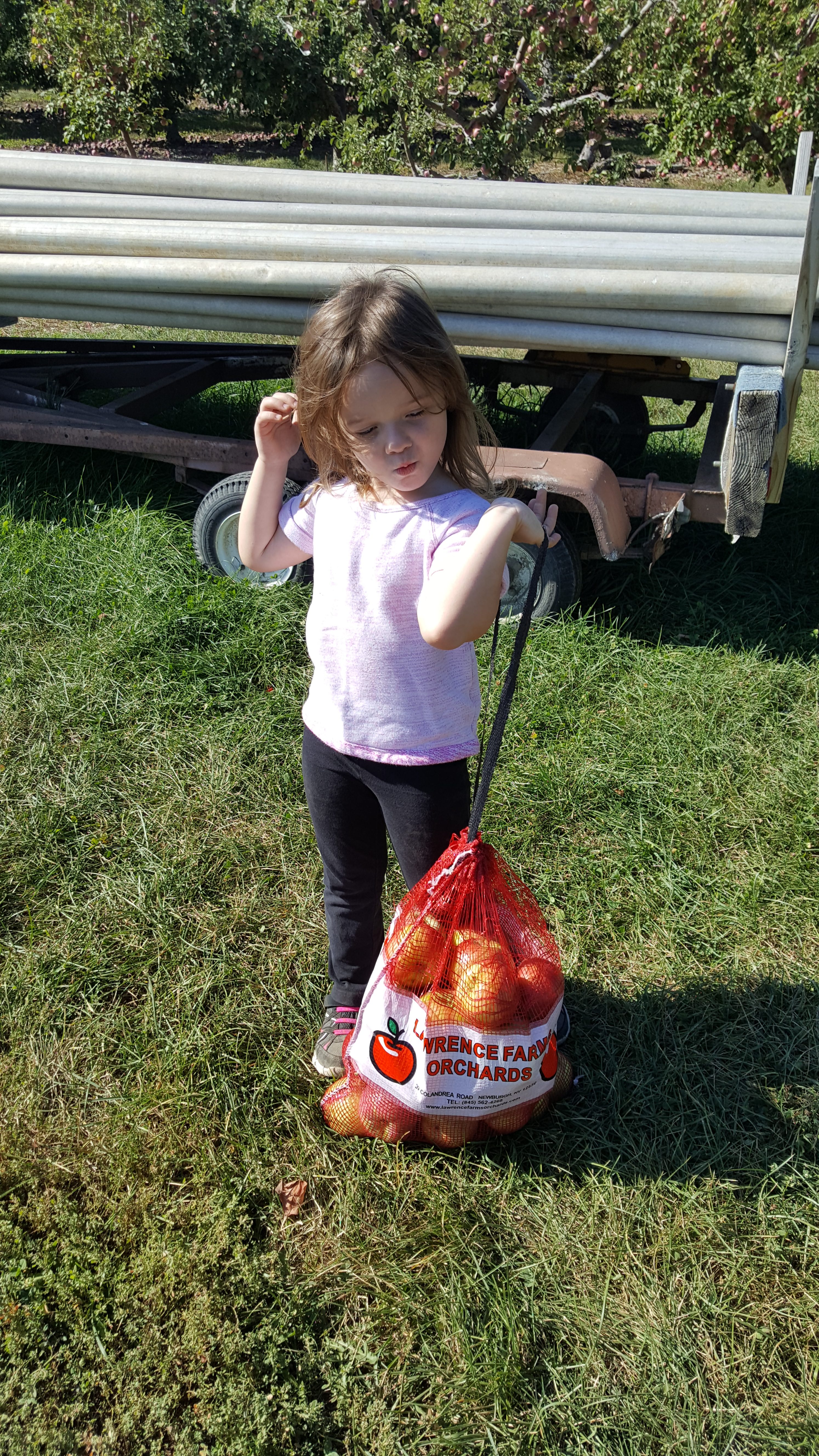 Apple Picking 2016