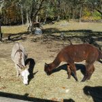 Dubois Farms